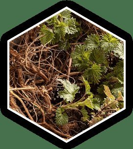 Nettle Root